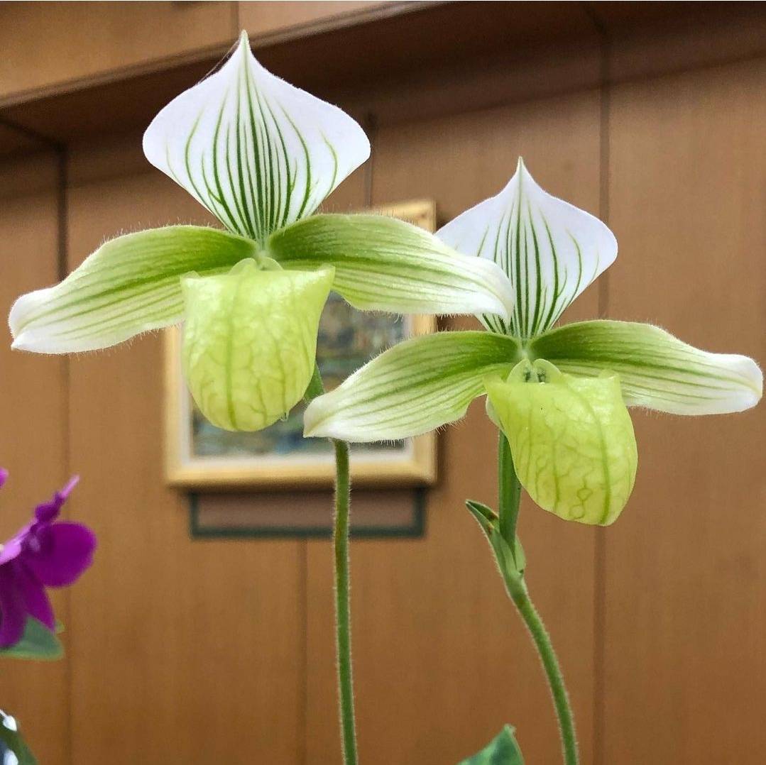 Paph.のf.album に関して – 川崎洋蘭クラブ