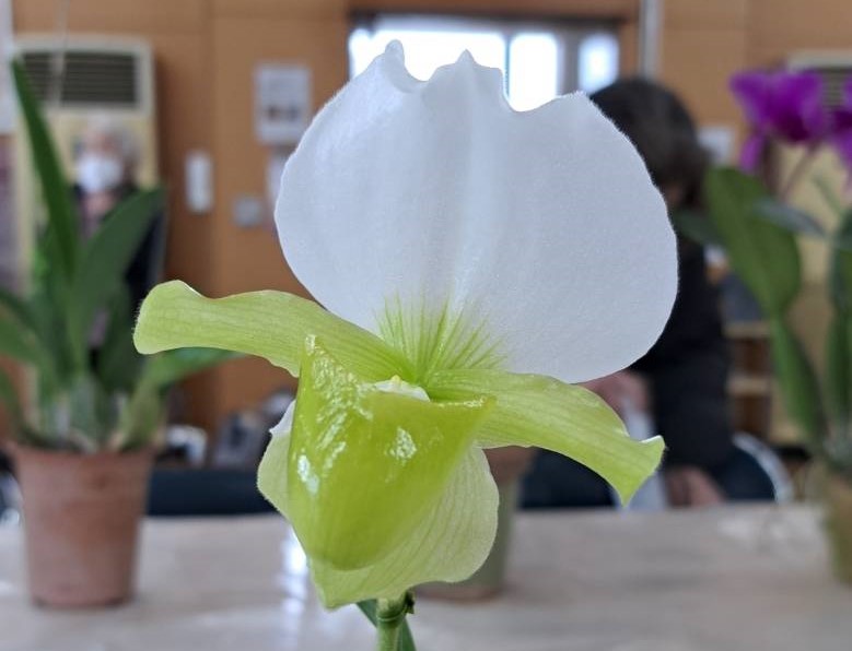 Paph.のf.album に関して – 川崎洋蘭クラブ