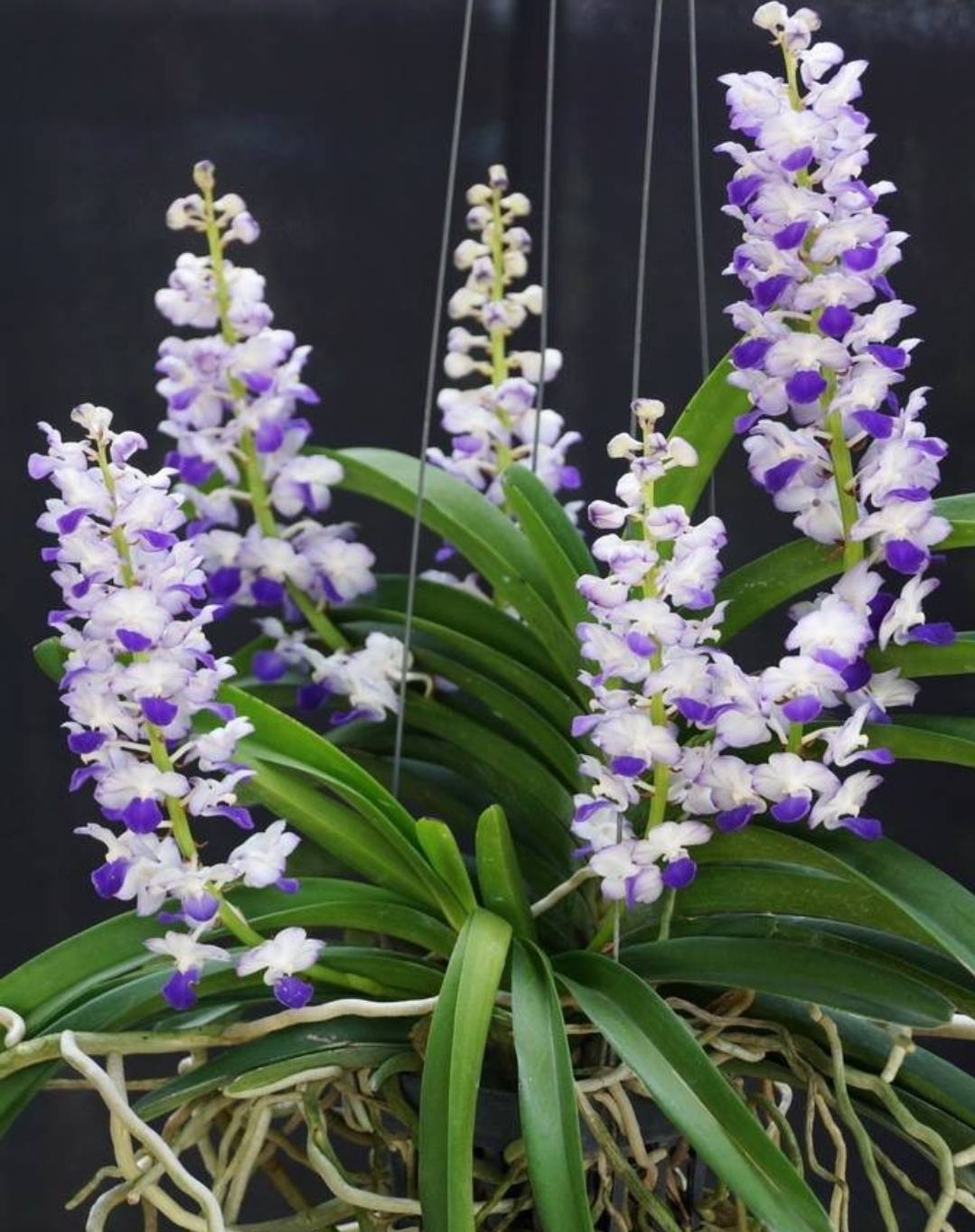 青いラン ～神秘的な色彩を求めて～ – 川崎洋蘭クラブ