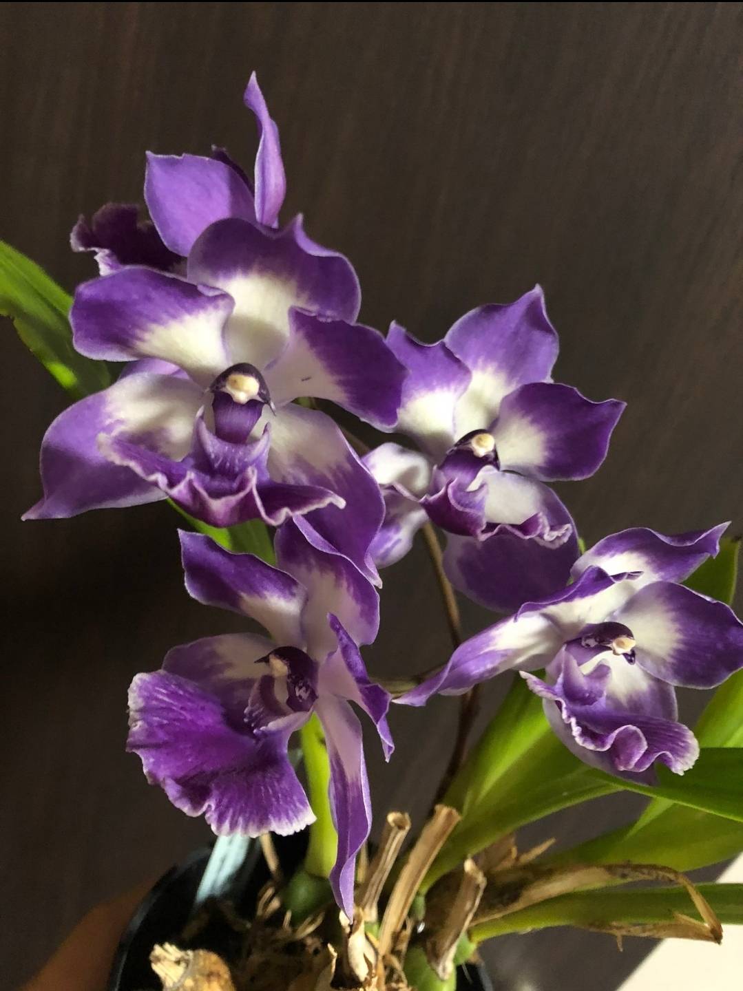 青いラン ～神秘的な色彩を求めて～ – 川崎洋蘭クラブ