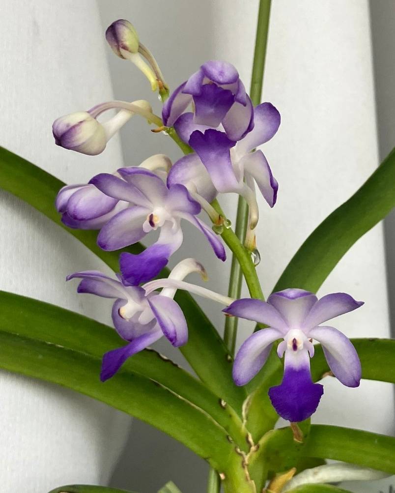 青いラン ～神秘的な色彩を求めて～ – 川崎洋蘭クラブ