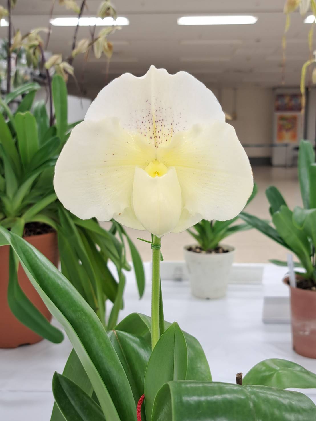 レア◇南仏サヴォワ花リムプレート＃ムスティエキュノワール