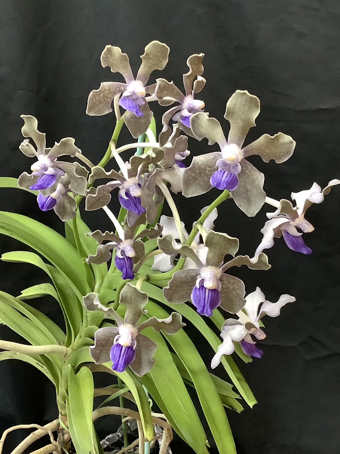 青いラン ～神秘的な色彩を求めて～ – 川崎洋蘭クラブ