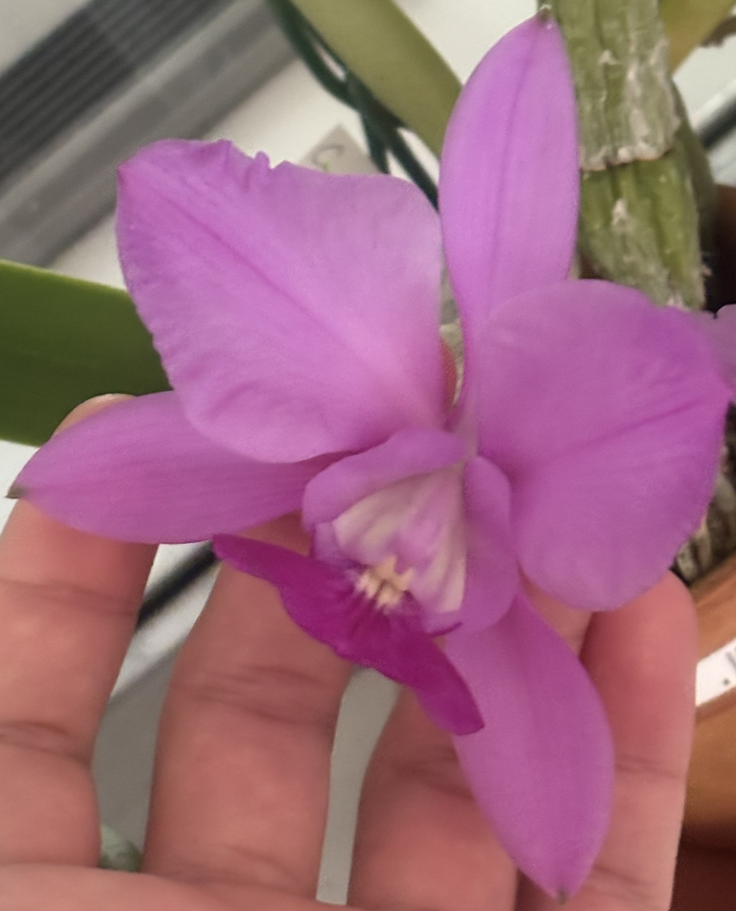 川崎洋蘭クラブ – 川崎洋蘭クラブのホームページです