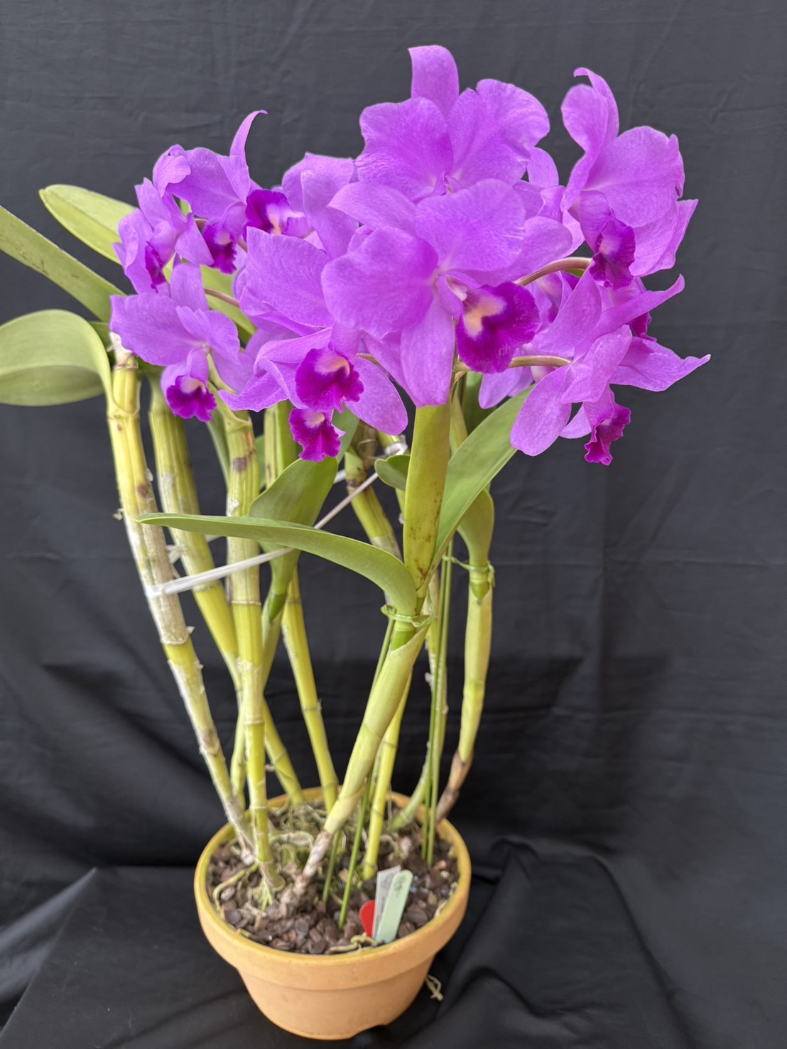 川崎洋蘭クラブ – 川崎洋蘭クラブのホームページです