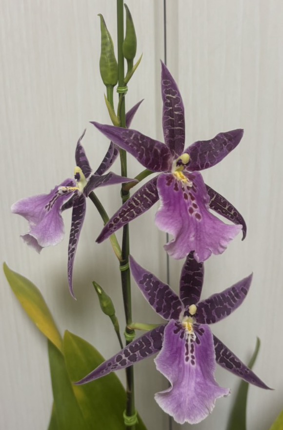 川崎洋蘭クラブ – 川崎洋蘭クラブのホームページです