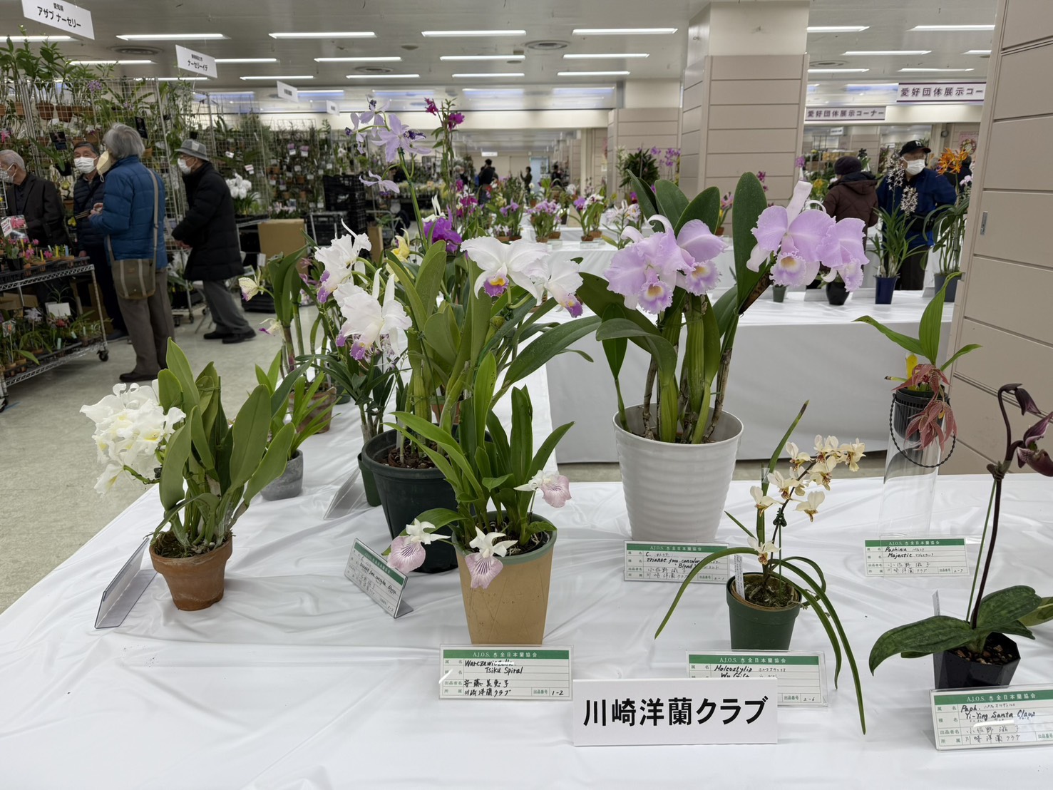 川崎洋蘭クラブ – 川崎洋蘭クラブのホームページです