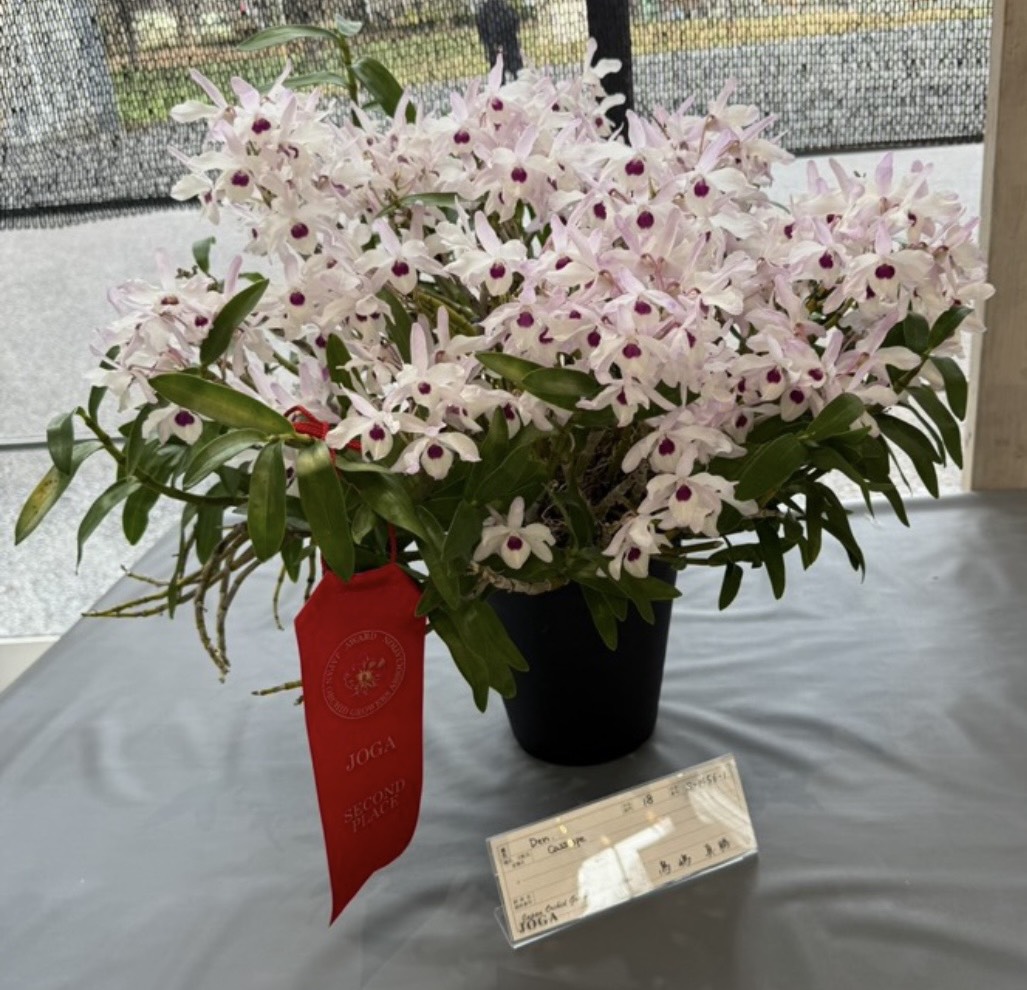 川崎洋蘭クラブ – 川崎洋蘭クラブのホームページです